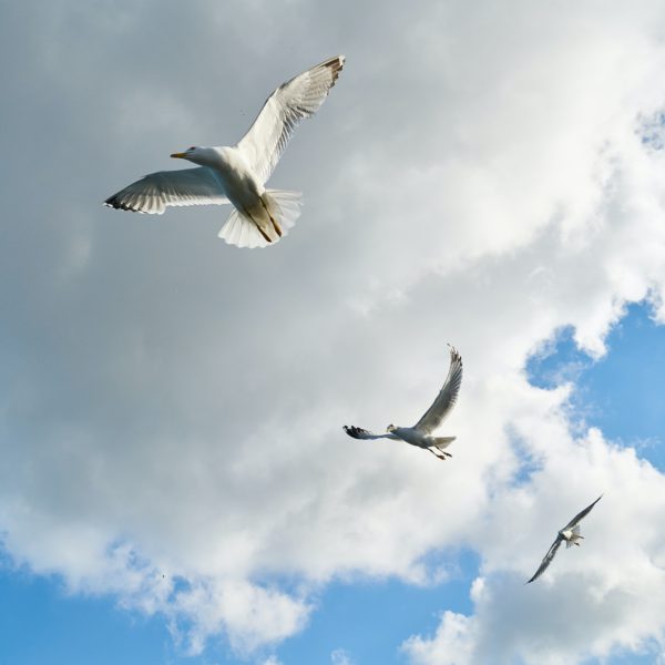 Supreme Court Affirms Free Expression in 303 Creative Case