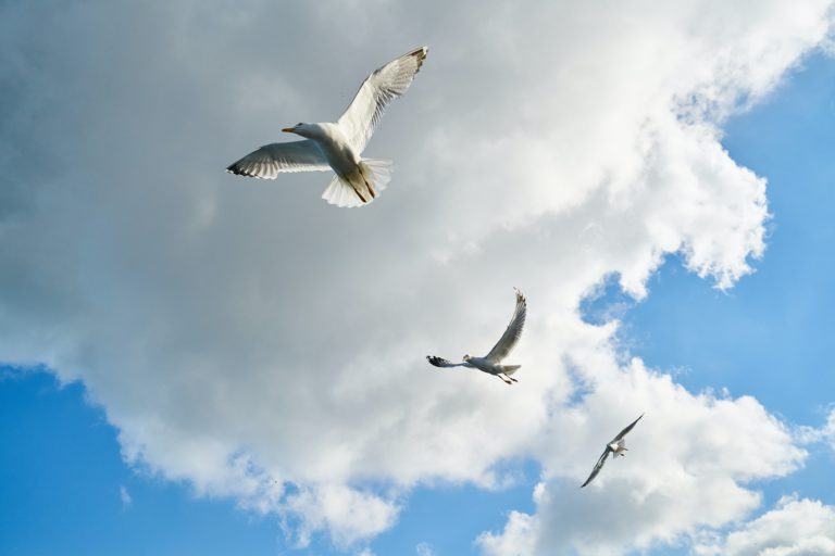 Freedom